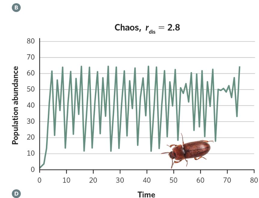 <p>Population becomes unpredictable -- it jumps up and down in irregular, seemingly random ways</p>