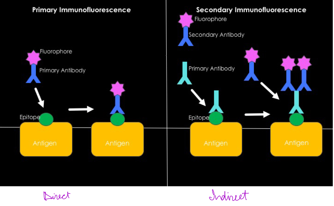<p>Fluorescent-Antibody Test</p><ol><li><p>Identifies microbes in a clinical specimen. Uses antibodies that have been labelled by a fluorescent dye. Can be direct on Indirect and need to use a fl. Microscope to see the fl dye.</p></li></ol>