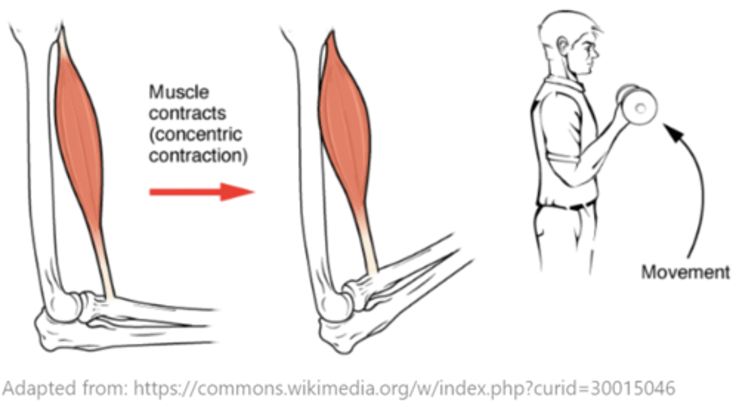 <p>concentric contractions</p>