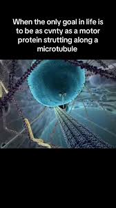 <p>Proteins that transport all kinds of cargo along microtubules (it’s the cvnty walking protein from the memes)</p>