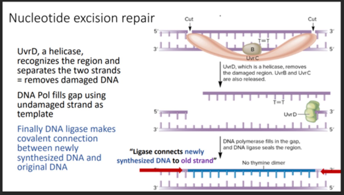 <p>Removes and replaces damaged DNA segments</p>