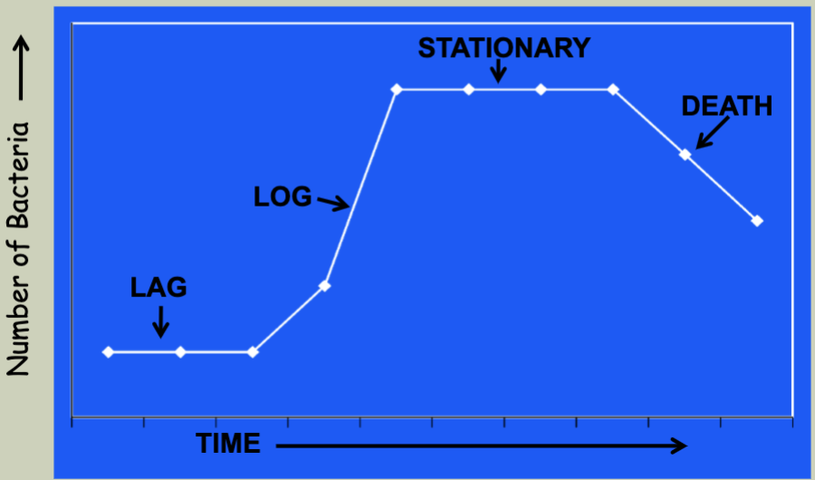 <p><strong><u>Lag Phase</u></strong> </p><ul><li><p><strong>What happens:</strong> Bacteria are adjusting to their new environment.</p></li><li><p><strong>Growth:</strong> Little to no increase in number.</p></li><li><p><strong>Why:</strong> Cells are metabolically active, preparing to divide—synthesizing enzymes and nutrients.</p></li></ul><p><strong><u>Log Phase (Exponential Phase)</u></strong><u> </u></p><ul><li><p><strong>What happens:</strong> Rapid bacterial multiplication.</p></li><li><p><strong>Growth:</strong> Exponential (doubling at a constant rate).</p></li><li><p><strong>Why:</strong> Conditions are ideal—ample nutrients, low waste, no limiting factors.</p></li><li><p><strong>Important for food safety:</strong> This is when pathogens multiply fastest in the <strong>temperature danger zone (40°F–140°F or 5°C–60°C).</strong></p></li></ul><p><strong><u>Stationary Phase</u></strong><u> </u></p><ul><li><p><strong>What happens:</strong> Growth rate slows and stabilizes.</p></li><li><p><strong>Growth:</strong> Number of new cells = number of dying cells.</p></li><li><p><strong>Why:</strong> Nutrients deplete, and waste products build up.</p></li></ul><p><strong><u>Death Phase</u></strong><u> </u></p><ul><li><p><strong>What happens:</strong> Bacteria begin to die off faster than they grow.</p></li><li><p><strong>Growth:</strong> Sharp decline in population.</p></li><li><p><strong>Why:</strong> Toxic environment and lack of nutrients make survival difficult.</p></li></ul><p></p>