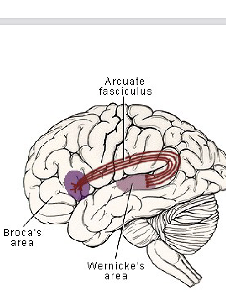 <p><span style="color: rgb(0, 0, 0);"><span>• Made of: association fibers - myelinated nerve fibers or tracts allowing communication between regions in the same hemisphere<br>• Important neural pathway in the left hemisphere connecting the expressive speech (Broca's) and receptive language (Wernicke’s) areas</span></span></p>