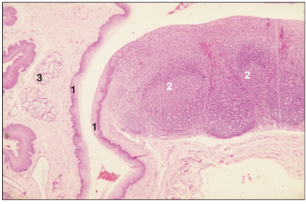 <p>name of histologic slide:</p><p>Specie:</p><p>Parts</p><p>1.__ 2.__ 3.__</p><p>Stain used:</p>