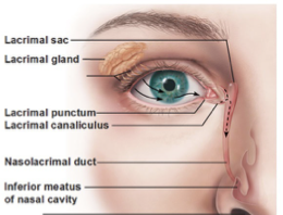 <p>a duct going from the <u>lacrimal bone region</u> to the <u>inferior nasal turbinate</u> (located in the spetum)</p><p>drains to the <strong>inferior nasal turbinate</strong></p>