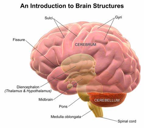 <ul><li><p>largest part of the human brain</p></li><li><p>location of all conscious processes</p></li><li><p>surface features: gyri &amp; sulci</p></li><li><p>cerebral cortex is the outer surface</p></li><li><p>subcortical structures are found below the cortex</p></li><li><p>aka the <em>forebrain</em></p></li></ul><p></p>