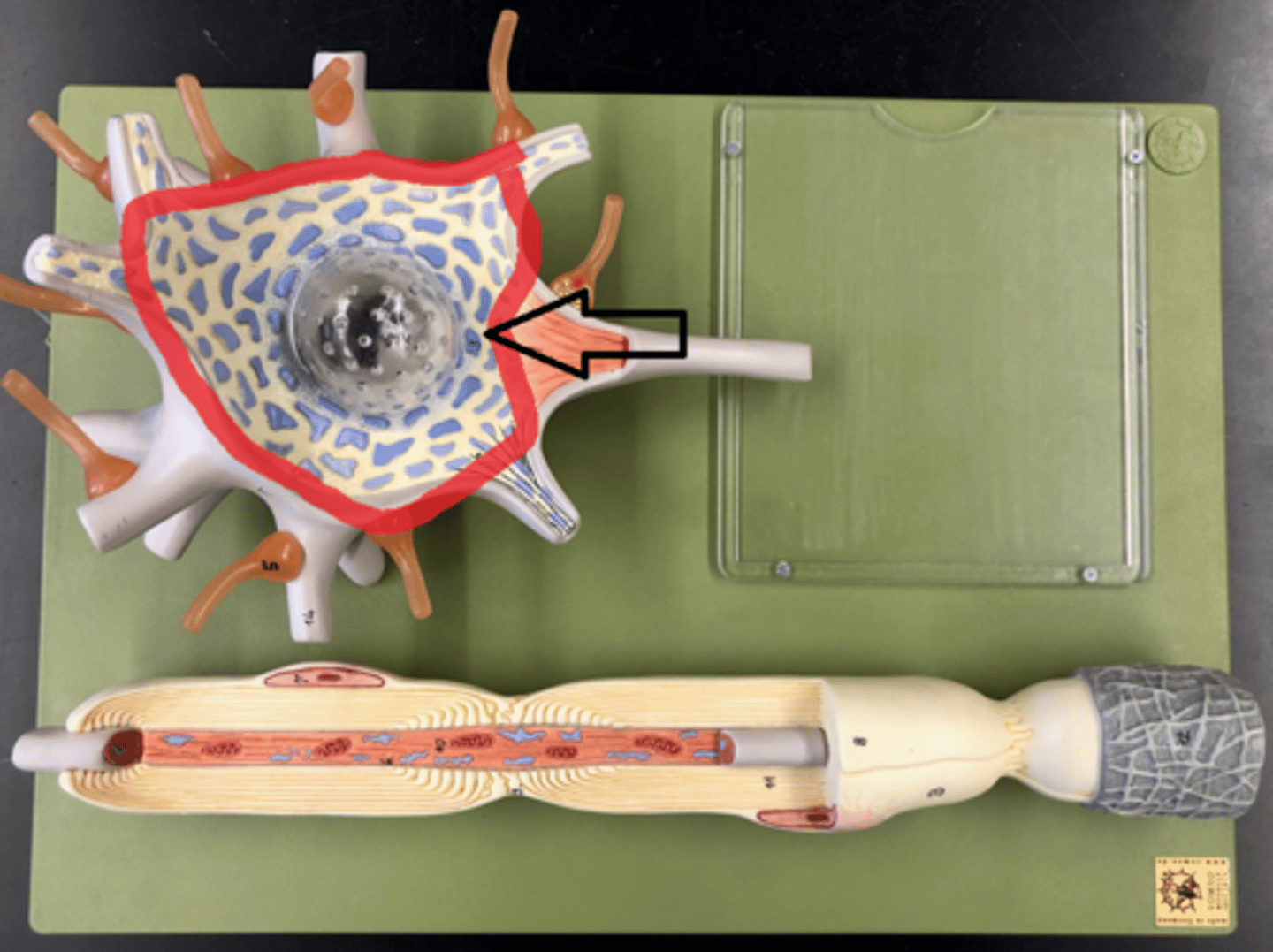 knowt flashcard image
