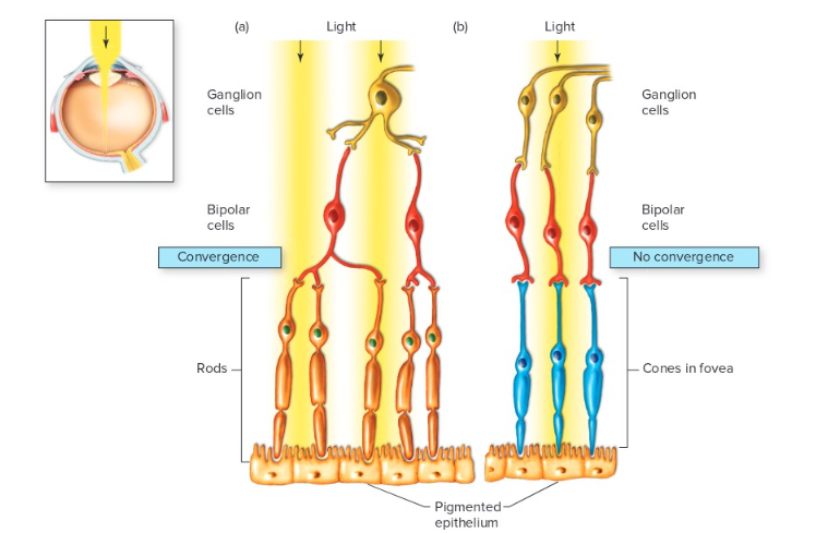 <p>Because bipolar cells receive input from the convergence of many rods (a), and because a number of such bipolar cells converge on a single retinal ganglion cell, <mark data-color="yellow">rods maximize sensitivity to low levels of light at the expense of visual acuity</mark>. By contrast, the 1:1:1 ratio of cones to bipolar cells to ganglion cells in the fovea (b) <mark data-color="yellow">provides high visual acuity, but sensitivity to light is reduced</mark>&quot;</p>