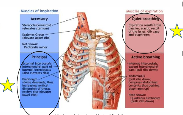 <p>respiratory muscles for easy inspiration</p>