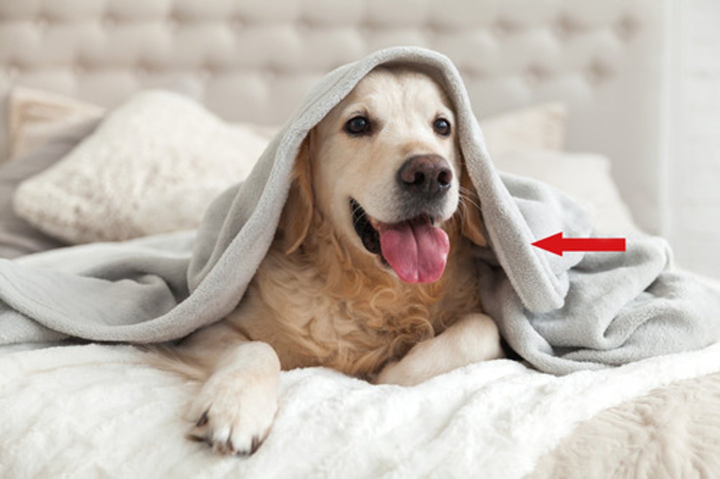 <p>A thick cover used to keep warm.</p>