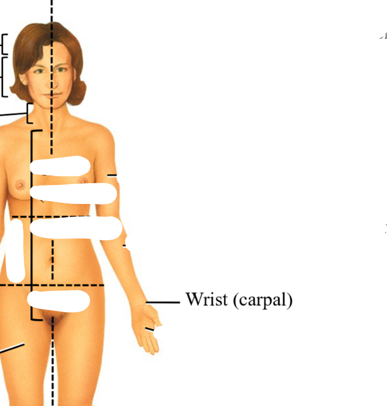 <p>palmar: always upward, the anatomical position, don’t want hands crossing</p>