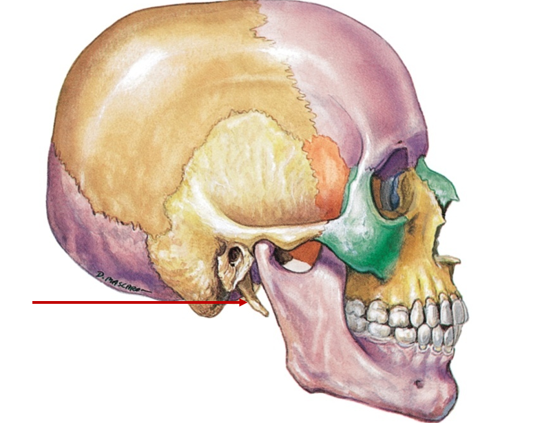 <p>Sharp, pointy projection below ear</p>
