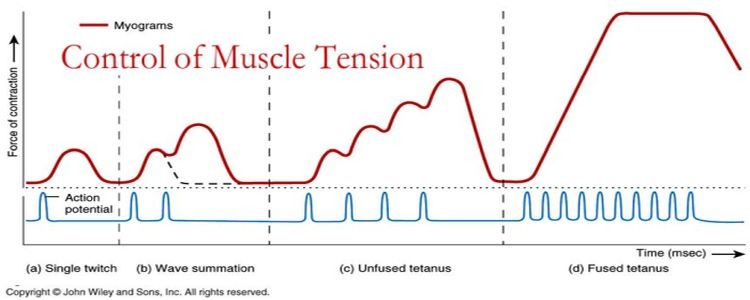 <p>twitch refers to the force generated from single stimulation. tetanus refers to a twitch series when the next stimulus occurs after full relaxation. </p><p>Fused tetanus is when the next stimulus occurs <strong>before </strong>any relaxation. Unfused tetanus is when the next stimulus occurs <strong>during </strong>relaxation </p>