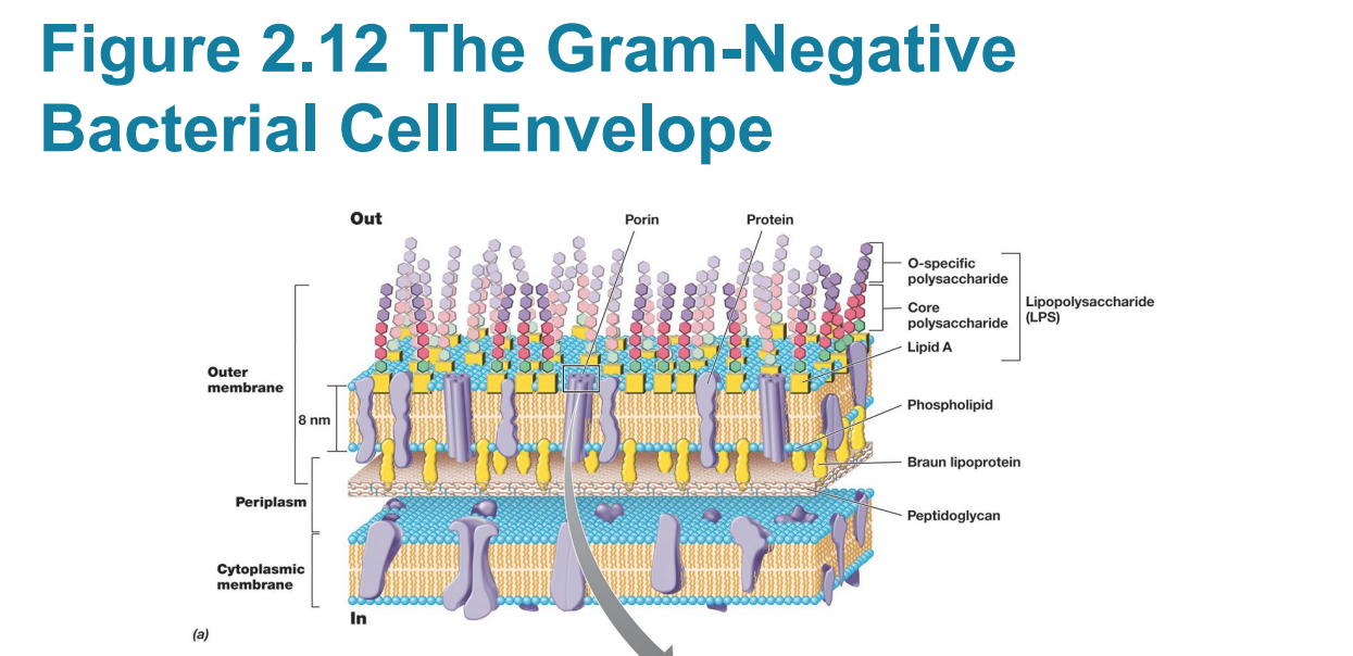 <p>Outer membrane</p><p>»– Outer membrane contains polysaccharides covalently bound to lipids: lipopolysaccharide layer (LPS)</p><p>-<strong> endotoxin</strong>: lipid A, the toxic component of LPS </p><p>(Be able to identify LPS, Outer membrane, Cytoplasmic membrane, and Peptidoglycan on a photo)</p>