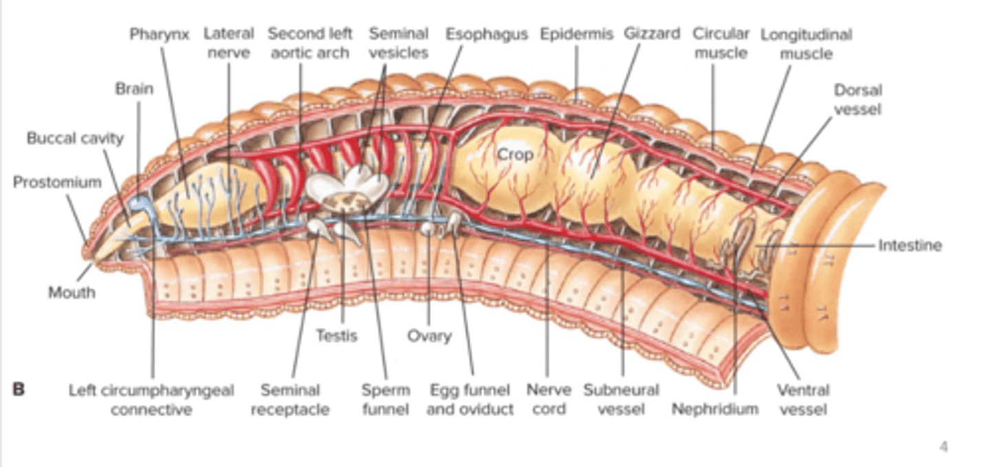 <p>fission and fragmentation, monoecious sexual reproduction with trochophore larva or direct development</p>