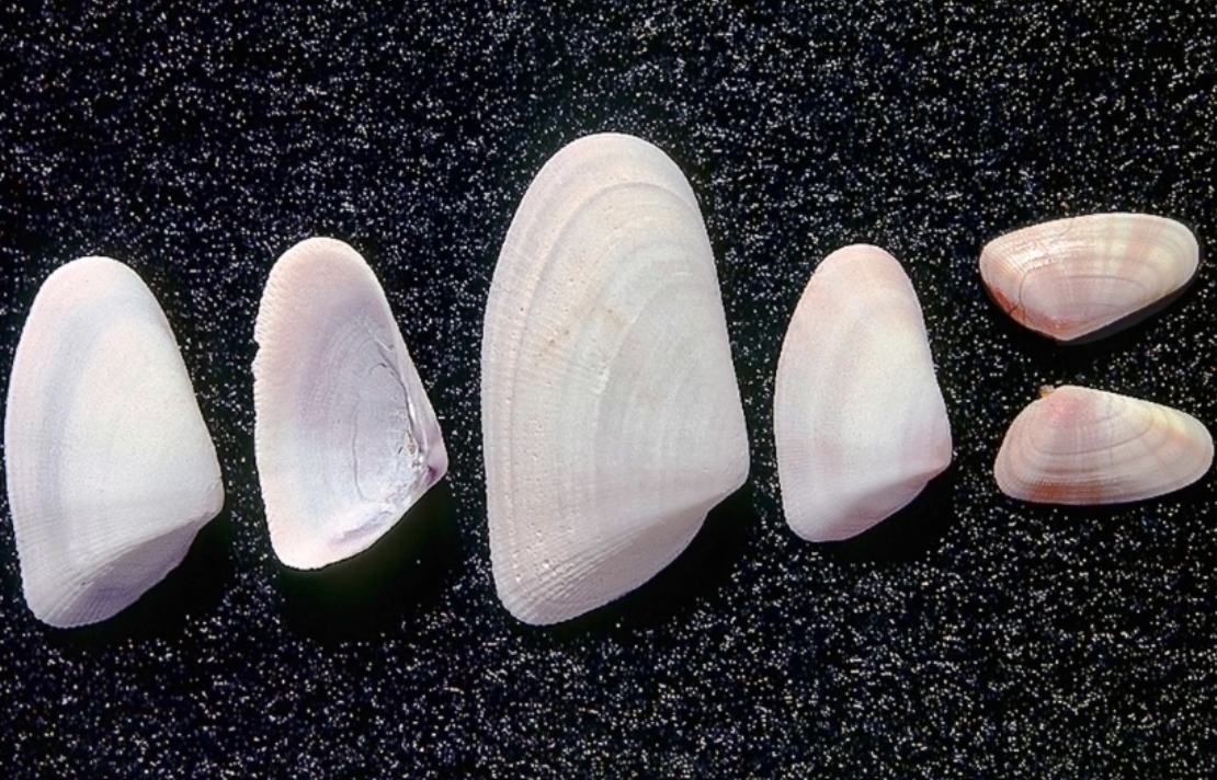 <p>What phylum, class, subclass, infraclass, order, and family is this organism? What is their habitat and feeding?</p>