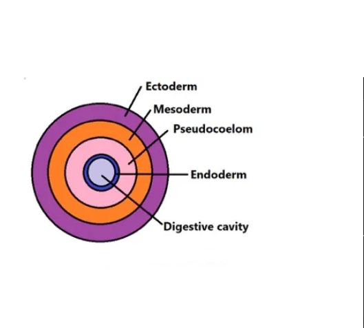 <p>What type of body plan is this?</p>