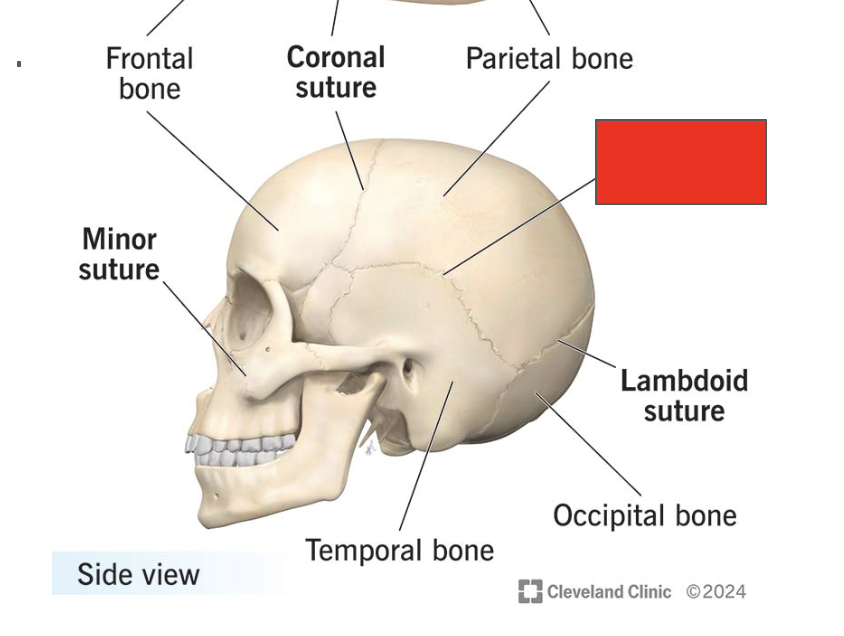 <p>Name the covered bone</p>