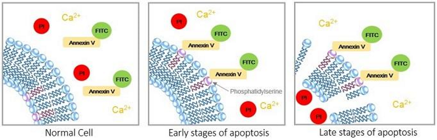 <p><strong><u>EARLY STAGE DETECTION</u></strong></p><ul><li><p>Annexin V = high affinity for <strong>phosphatidylserine</strong>, which flips to the outer membrane early in apoptosis.</p></li><li><p>Annexin V = tagged with <strong>fluorescent probe</strong></p></li><li><p>detected via <strong>flow cytometry</strong> or <strong>fluorescence microscopy</strong>.</p></li></ul><p></p>