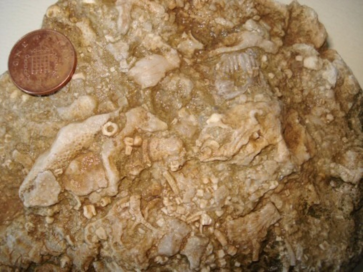 <p>sedimentary rock, biogenic, composition: calcite, shells are obvious, will react with dilute acid</p>