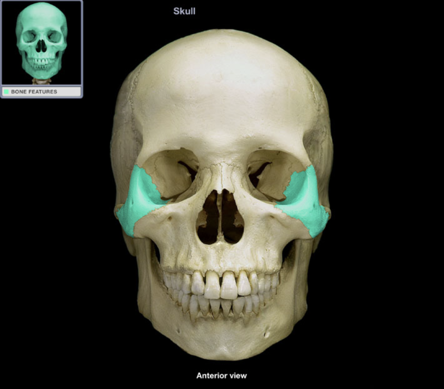 knowt flashcard image