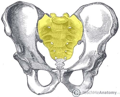 <p>Identify this bone; what vertebrae are associated with this bone?</p>