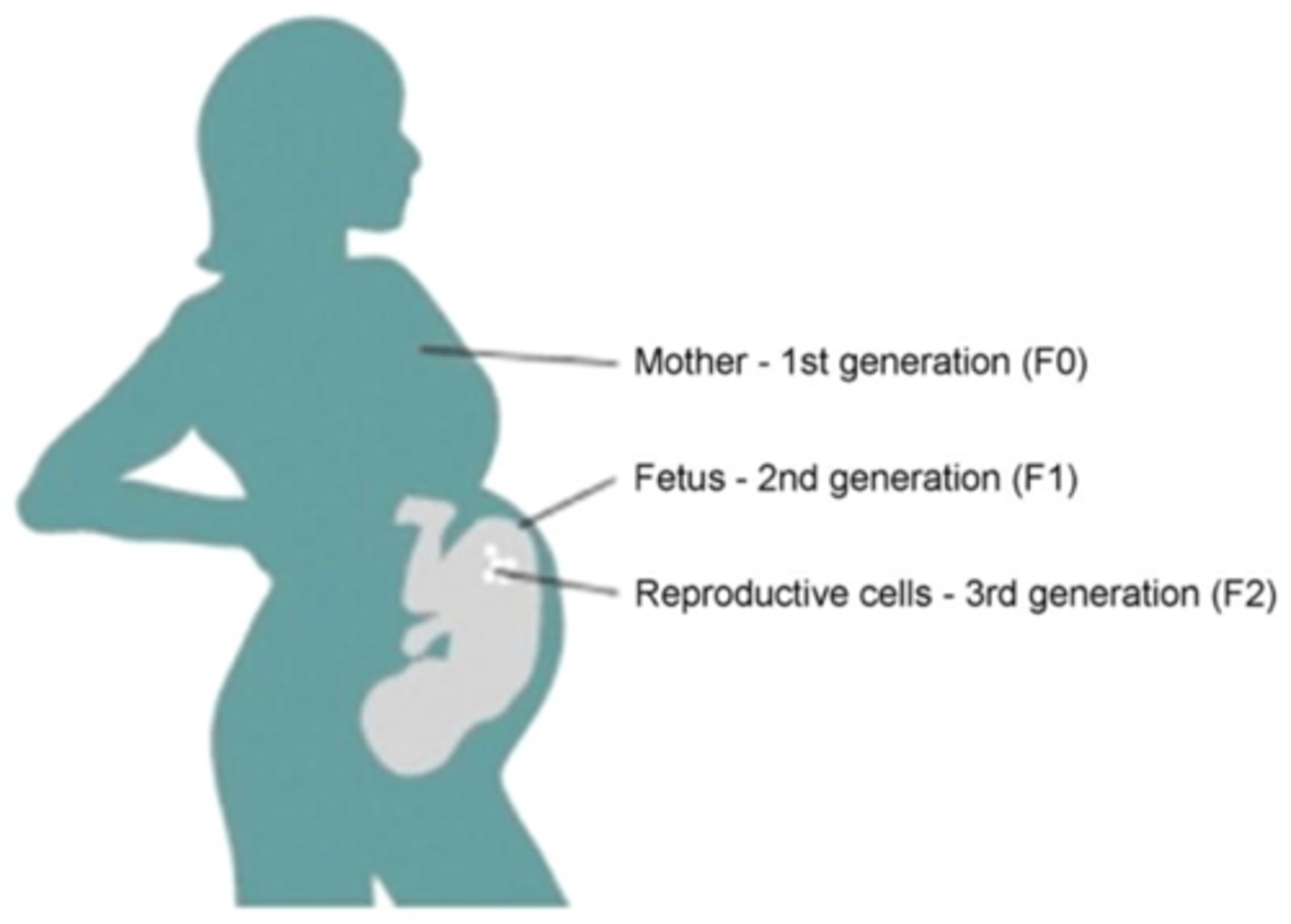 <p>prenatal environment (e.g., maternal nutrition) "programs" offspring metabolism, immunity, and disease risk</p>