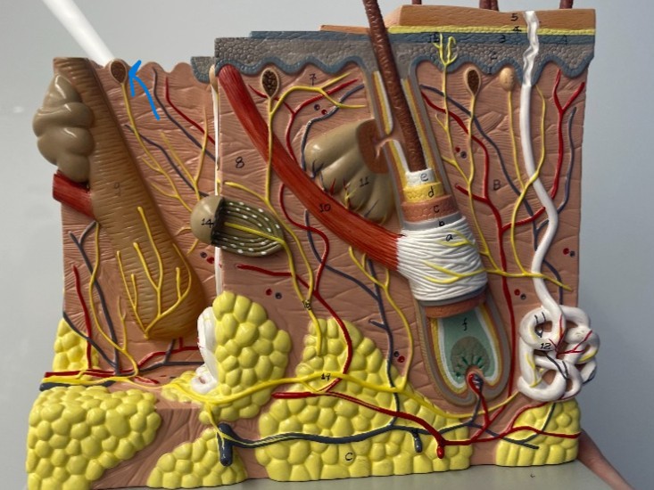 term image