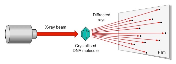 <p>-DNA fibres streched in a thin glass tube</p><p>-X-ray beam is targetted to the tube, it diffracts when it contacts an atom</p><p>-The structure is recorded on film</p>