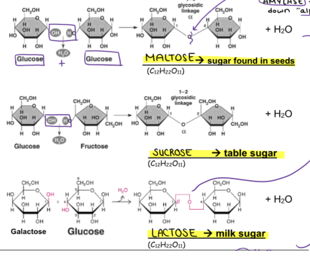 <p>1 glyceride + 3 fatty acids branching off → triglyceride</p>