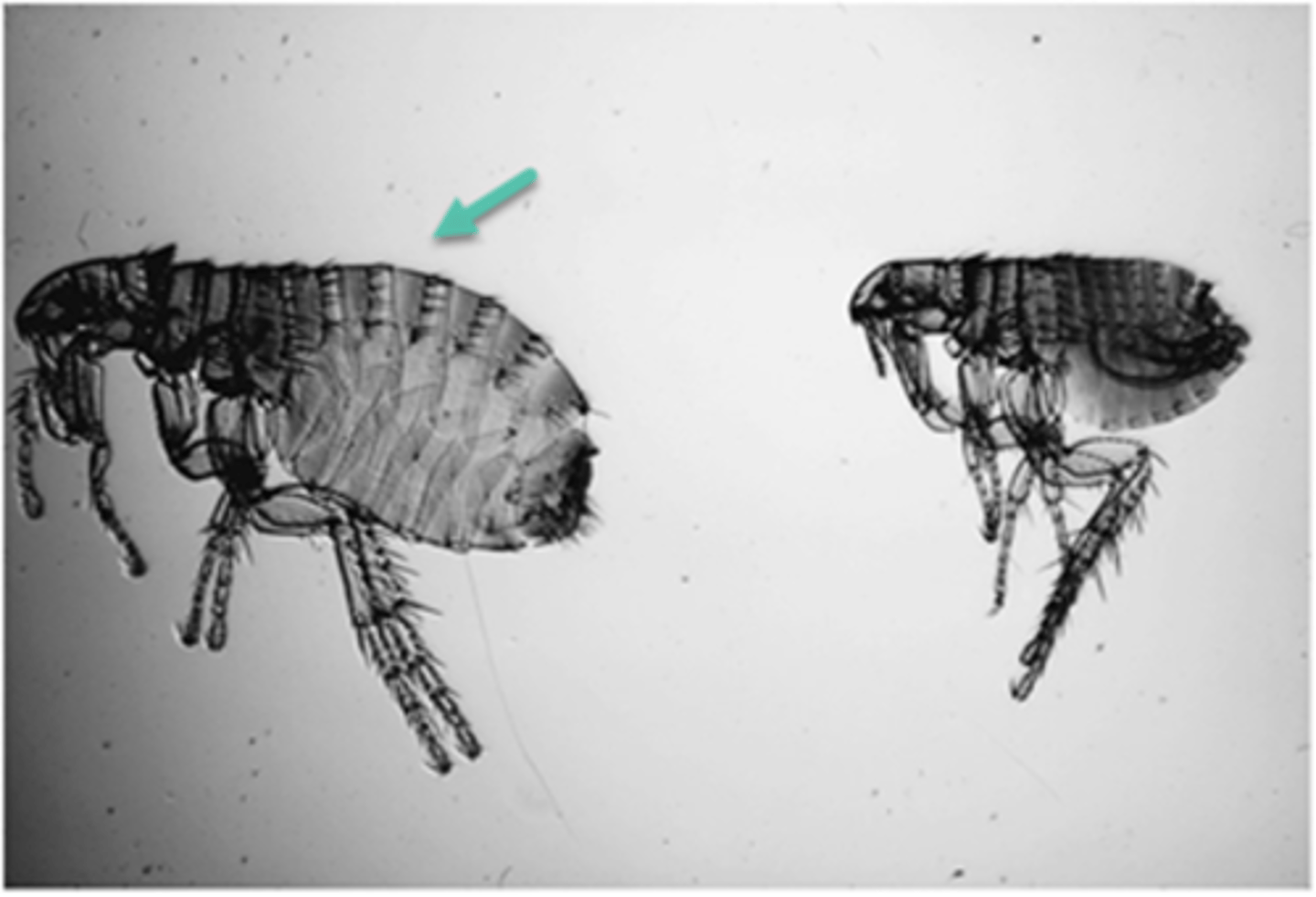 <p>The flea on the left, denoted by the green arrow, is the ___________ flea.</p>