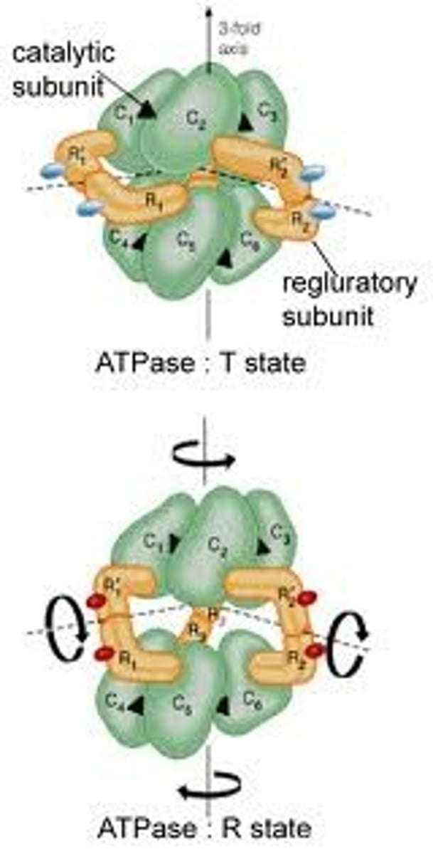 <p>Five key characteristics (of this enzyme)</p><p>1.Larger, multi-subunit proteins consisting generally of two different subunits eg. catalytic and regulatory.</p><p>2. Substrates bind cooperatively to active sites on catalytic subunits.</p><p>3. A plot of v against s produces an S shaped sigmoid curve.</p><p>4. Effectors for these enzymes can be inhibiting or activating and their binding can also produce sigmoid curves.</p><p>5. Feedback inhibition can occur- the end product of the enzymes pathway can inhibit enzyme activity.</p>