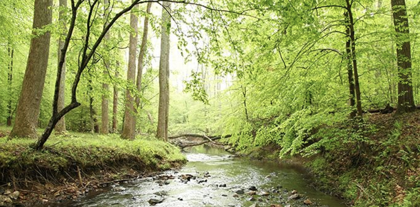<p>Considered the nonmountainous portion of the old Appalachians highland by physiographers, the northeast-southwest trending Piedmont ecoregion comprises a transitional area between the mostly mountains ecoregions of the Appalachians to the northwest and the relatively flat coastal plain to the southeast. soils tend to be finer textured than in coastal plain regions. potential natural vegetation here was oak-hickory pine forests; early travelers called it the sea of Oaks.</p>