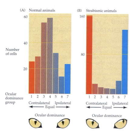 <ul><li><p>no binocular cells, no 3D depth perception</p></li><li><p>strabismus (eye misalignment) gives same results → eventually lead to ambliopia</p></li></ul><p></p>