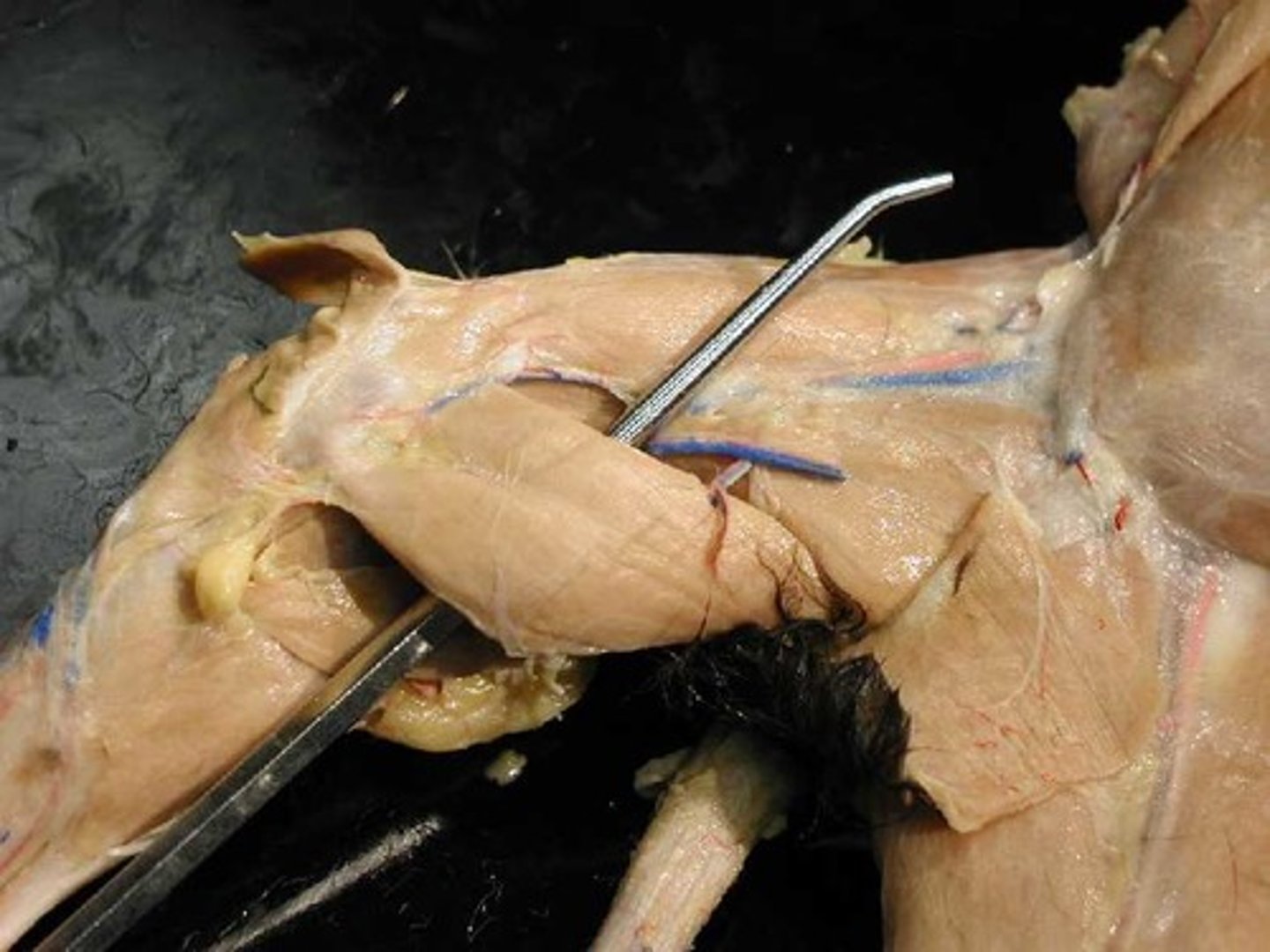 knowt flashcard image