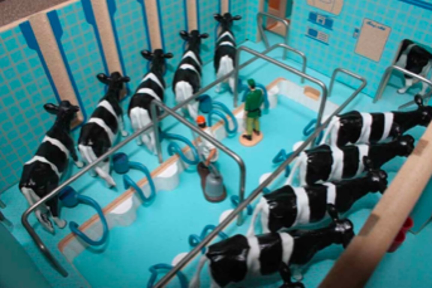 <p>What type of milking parlor is this?</p>