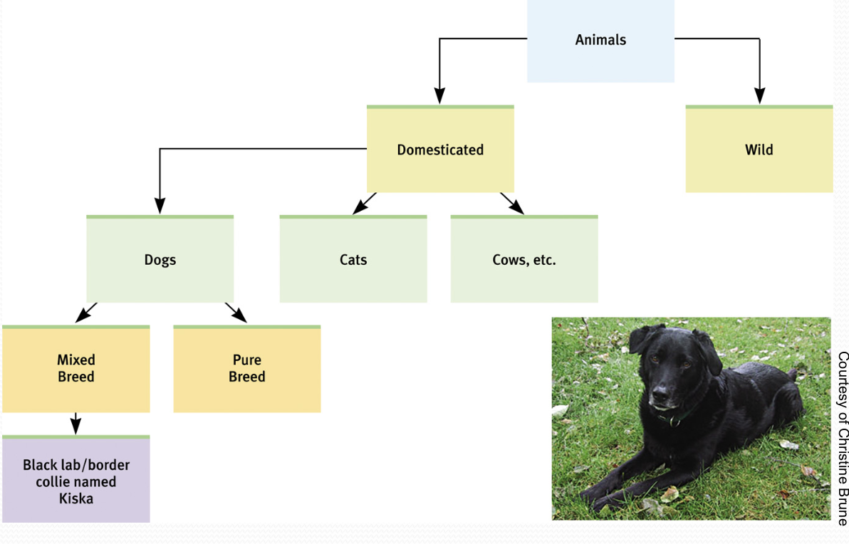 <p>Category Hierarchies</p><p></p>