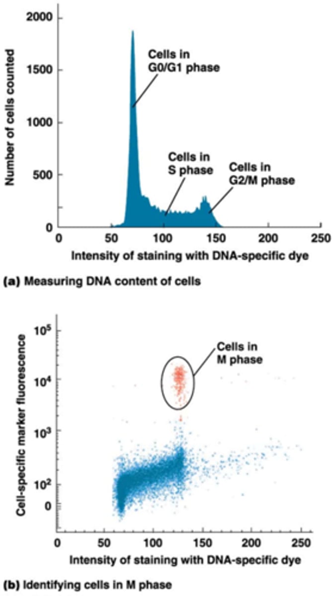 <p>Toepassingen:</p><p>•Meting van aantallen witte bloedcellen (=leukocyten) bv. macrofagen, lymphocyten</p><p>•Meting van de fase van de celcyclus: meting van hoeveelheid DNA door DNA fluorescent te kleuren (bovenste foto)</p><p>•Flow cytometrie met twee kleuren: hoeveelheid DNA + merker van M-fase (antilichaam dat een mitotische modificatie van histonen herkent) (onderste foto)</p><p>->techniek evolueert heel sterk, nu kunnen we 6 verschillende markers gebruiken en tegelijkertijd onderzoeken</p>