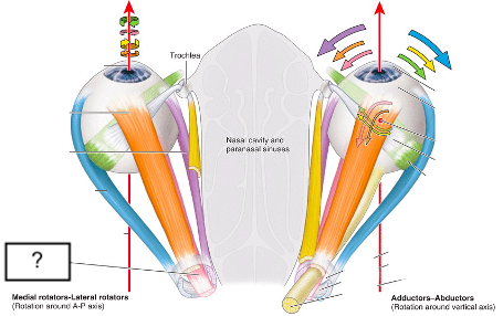 <ul><li><p>extraocular muscle</p></li><li><p>actions: extorsion( depression (1°), adduction (2°))</p></li></ul>