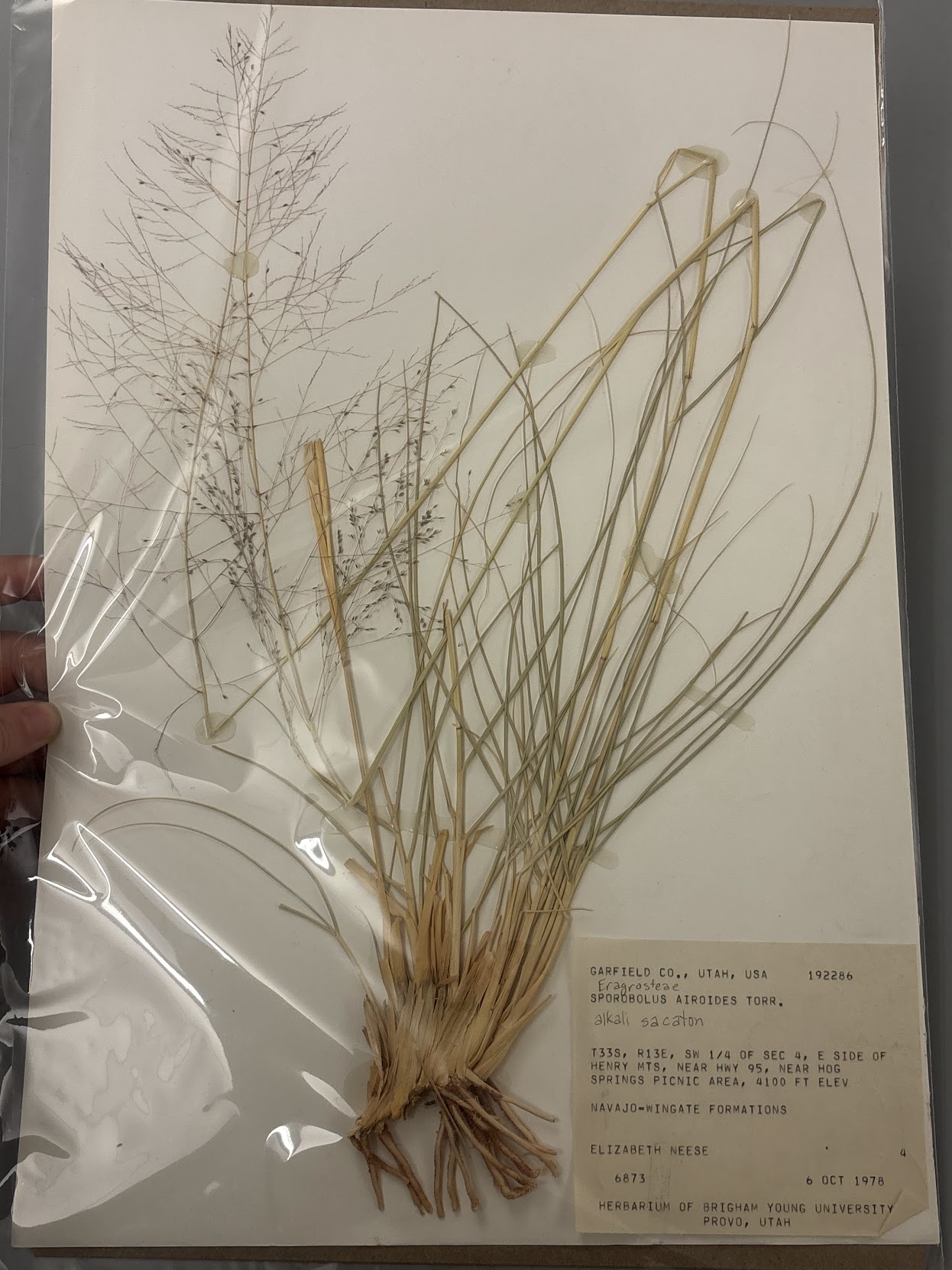 <p>big open panicles, collars not hairy, huge roots, very small spikelet </p>