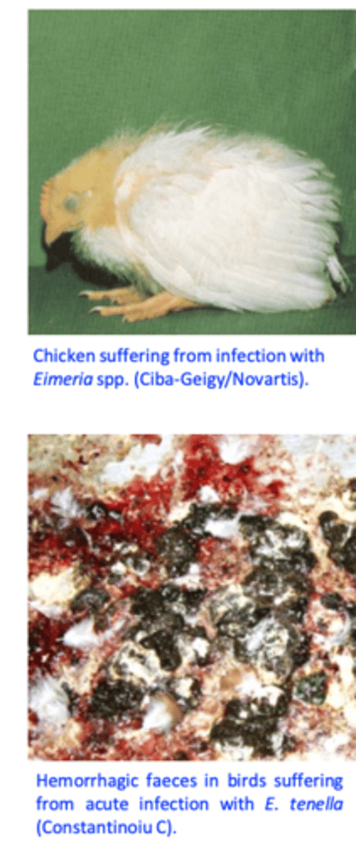 <p>Common in infections with E. tenella or E. necatrix;</p><p>Cease to feed and drink but later they show polydipsia;</p><p>The comb and gills are pale and atrophied;</p><p>Diarrhoea: with blood for E. tenella and E. necatrix;</p>