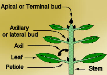 <p>at the very tip of the plant( a flower can also techinically be terminal or apical) </p>