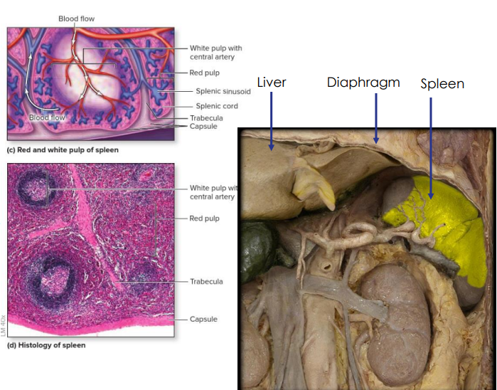 <p>- located in left hypochondriac region</p><p>- Usually not palpable as it lies deep in the rib cage, but may be felt in individuals of slender build</p><p>- Distinct areas of white pulp (25%) - lymphatic tissue and red pulp (75%) - fibrous network of macrophages and RBCs.</p><p>- Immune response initiated against substance in blood</p><p>- monitors blood, detects and responds to foreign antigens, destroys defective red blood cells</p><p>- Regulates blood volume</p><p>- Limited reserve of RBC</p><p>- can be ruptured in traumatic abdominal injuries</p><p>- Splenectomy</p>