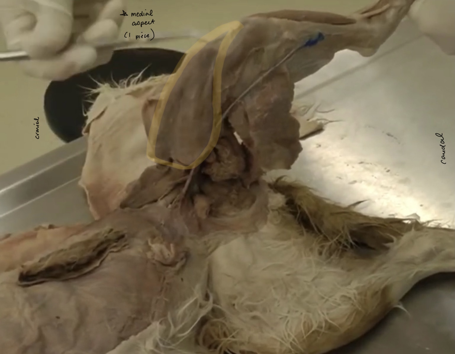 <p>Which muscle is highlighted?</p>
