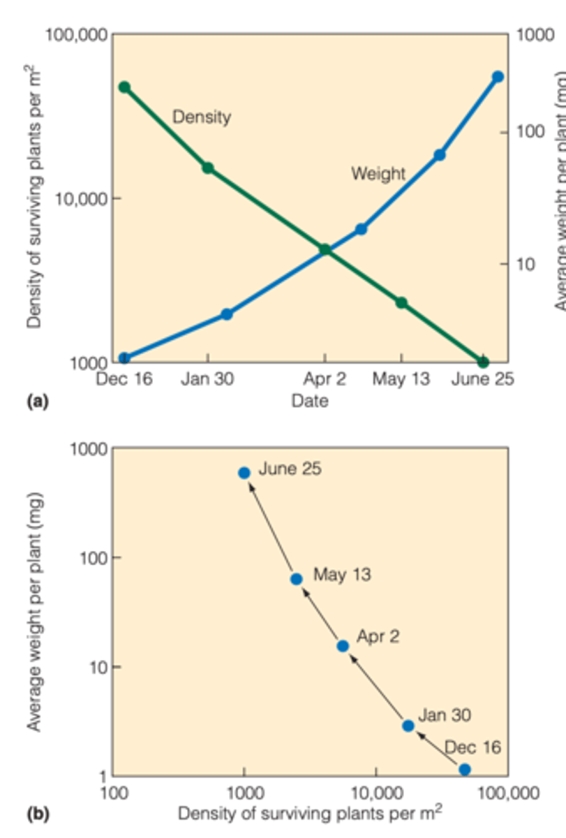 <p>- seeds were planted at a density of 100,000 seeds/m^2</p><p>- as the seedlings grew, there was competition among the plants for limited resources</p><p>---------------</p><p>MAIN TREND (BOOK)</p><p>- The death of individuals ↑ the per capita resource availability, and the average size of the surviving individuals ↑ as population density ↓</p>