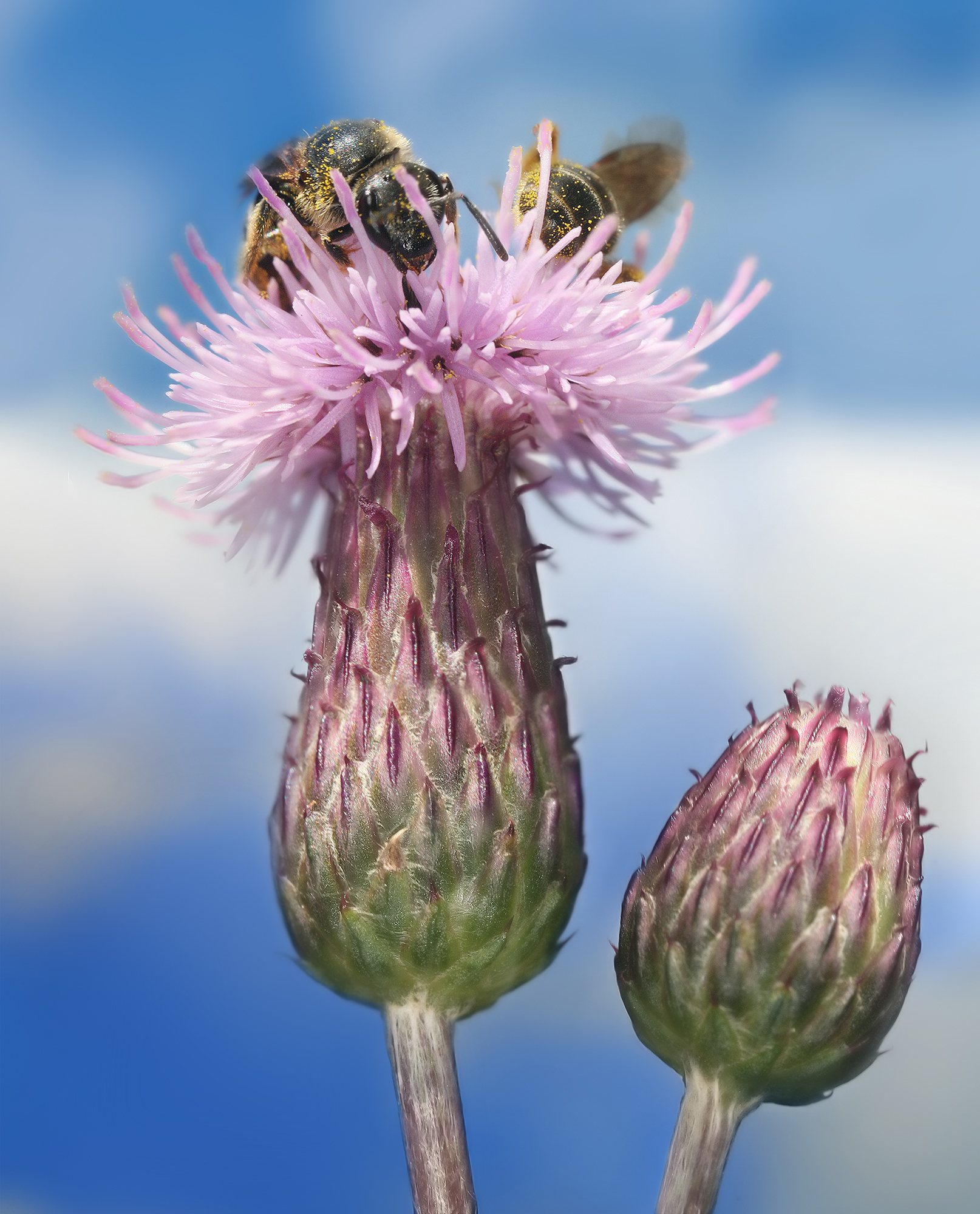 <p><em>Asteraceae -</em> hvězdnicovité</p><p><em>Cirsium arvense -</em> pcháč rolní</p>