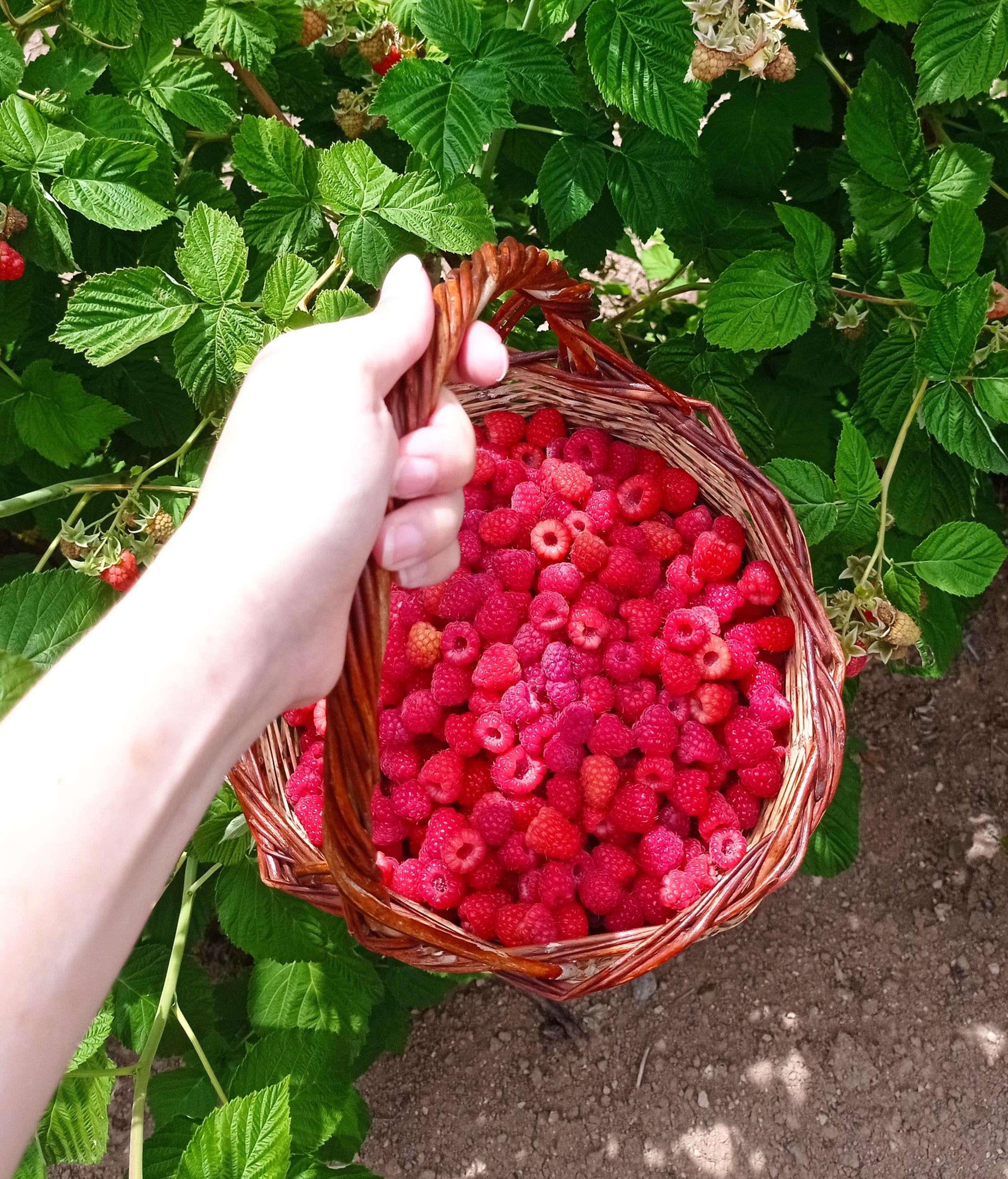 <p>Aggregate Fruit</p>