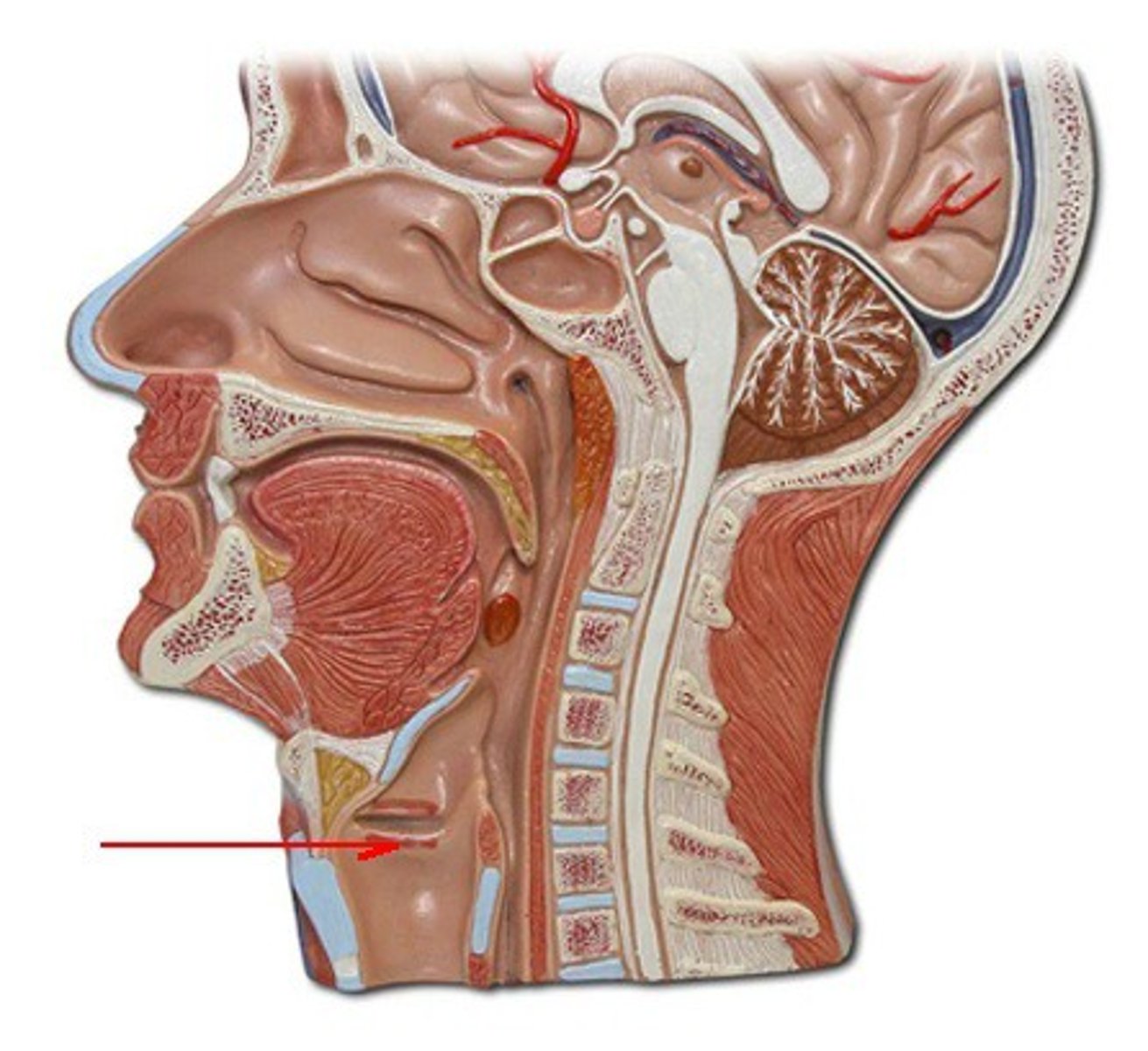 <p>Identify the structure, organ, or bone.</p>