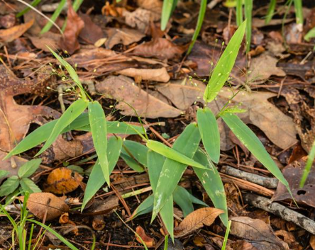 <p>This grass provides seeds for numerous ground feeding birds and also provides basal rosettes for white-tailed deer and Eastern wild turkey forage</p><p>True or false</p>