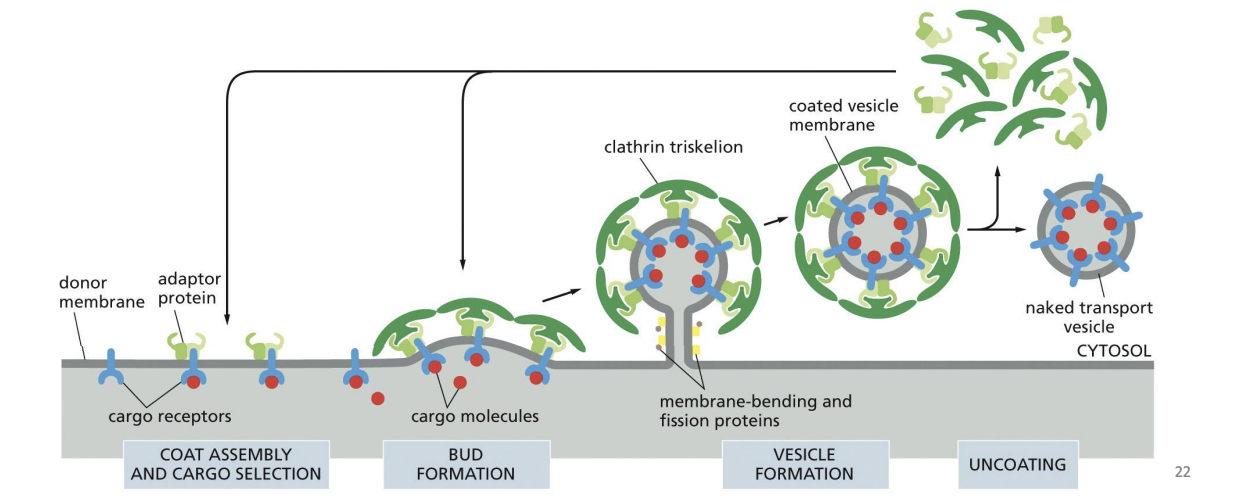 <p>Several adaptor proteins can bind clathrin and form the “inner coat” between the vesicle membrane and clathrin shell.</p>